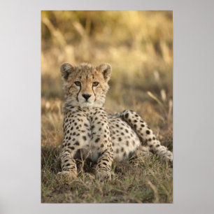 Poster Cheetah, Acinonyx jubatus, petit ponte