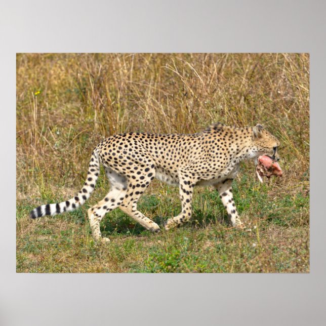 Poster Cheetah africain marchant sur l'herbe (Devant)