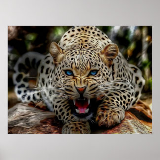 Poster Cheetah aux yeux bleus