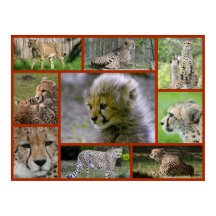 Cheetah-Collage 001