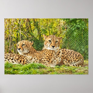 Poster Cheetah Companions - Repos dans la nature"