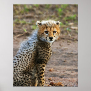 Poster Cheetah Cub Acinonyx Jubatus) vu dans