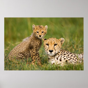 Poster Cheetah Cub and Parent