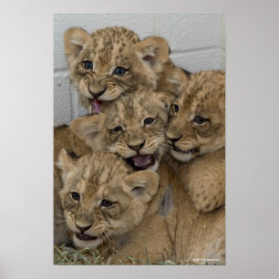 Poster Cheetah Cubs Jouer