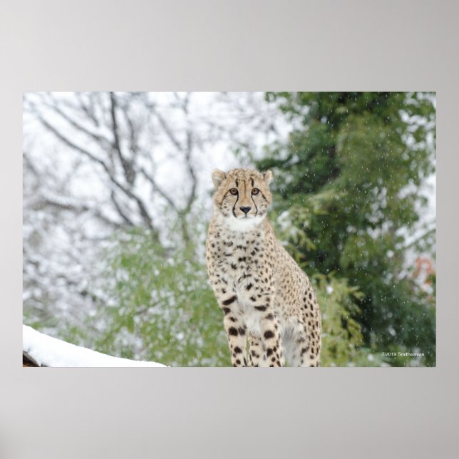 Poster Cheetah en neige (Devant)