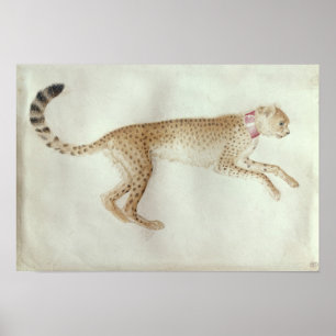 Poster Cheetah entouré d'un col rouge