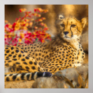 POSTER CHEETAH JUSTE CHILLIN