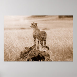 Poster Cheetah Kenya Afrique