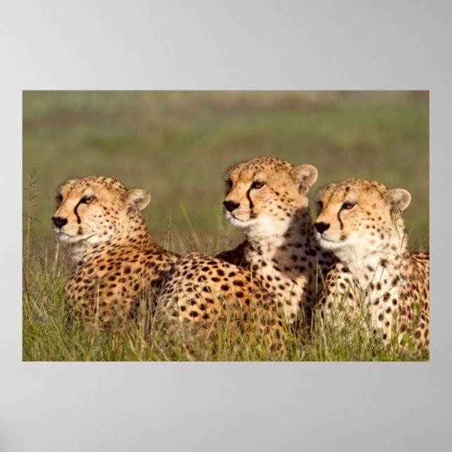 Poster Cheetah Lying (Devant)