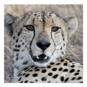 Poster Cheetah Portrait