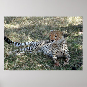 Poster cheetah relax