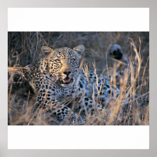Poster Cheetah relaxant