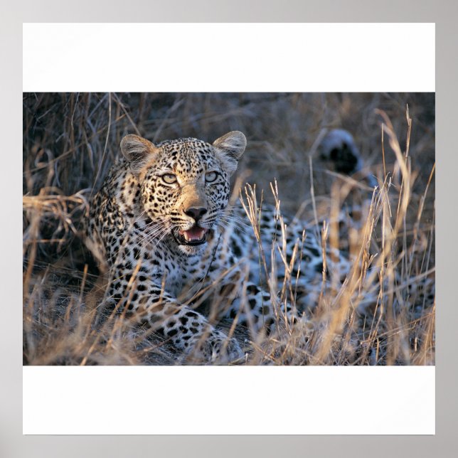 Poster Cheetah relaxant (Devant)