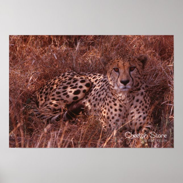 Poster Cheetah Stare (Devant)