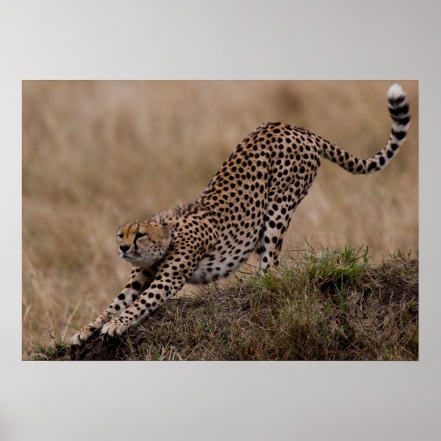 Poster Cheetah Stretch (Devant)