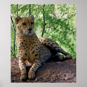 Poster Cheetah sur un rocher