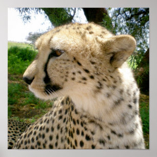 Poster Cheetahs de chats sauvages de la Jungle africaine