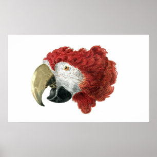 Poster Chef d'une Macaw (1725-1792) Aert Schouman