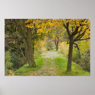 Poster Chemin arboré en automne