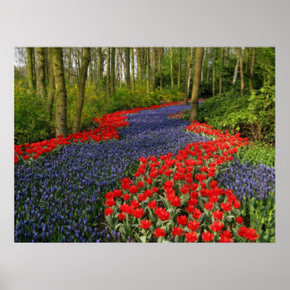 Poster Chemin bleu