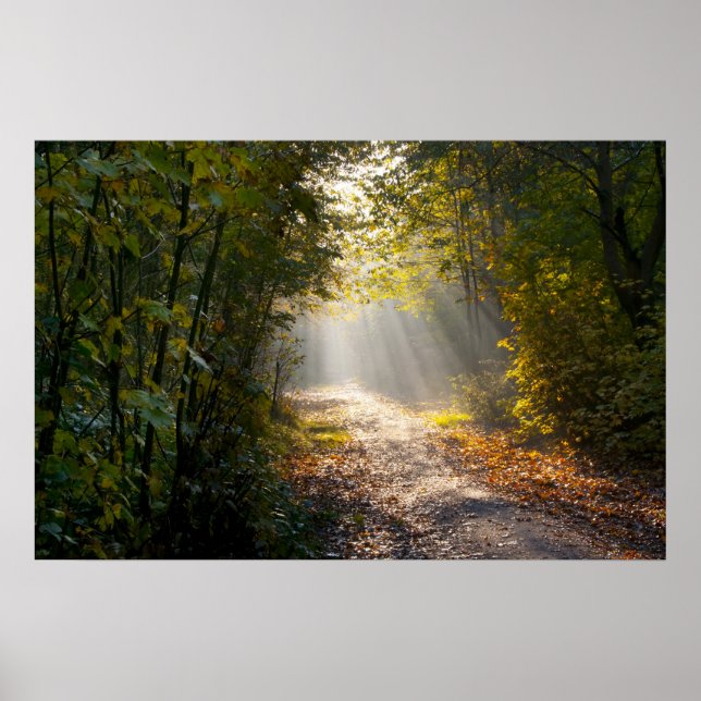 Poster Chemin boisé d'automne avec rayons solaires (Devant)