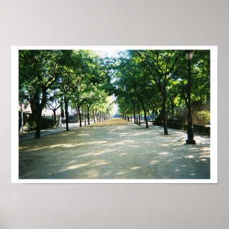 Poster chemin bordé d'arbres