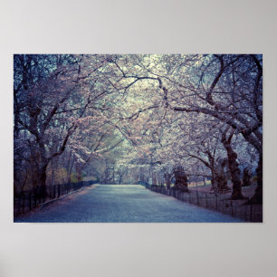 Poster Chemin Central Park Cherry Blossom