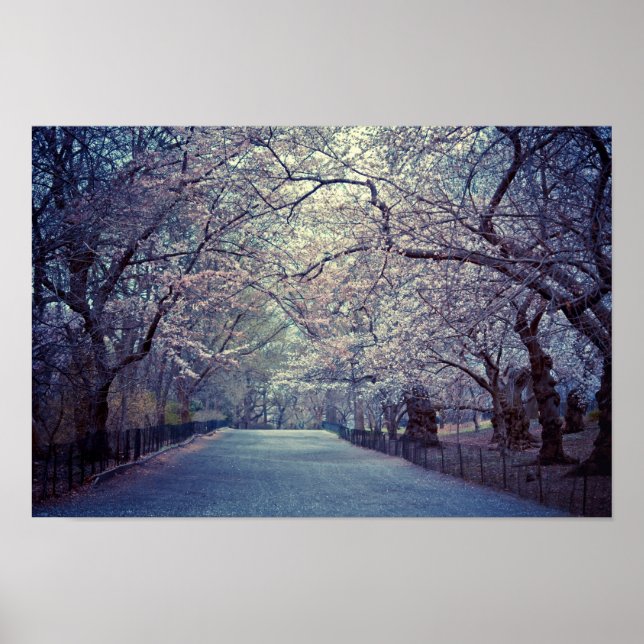 Poster Chemin Central Park Cherry Blossom (Devant)