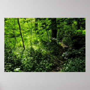 Poster Chemin dans la forêt