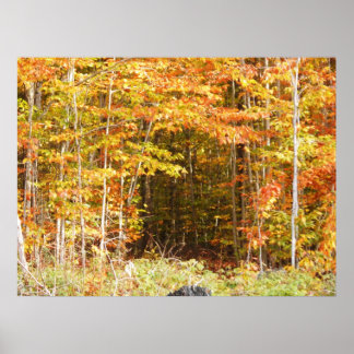 Poster Chemin Dans Les Bois Adirondacks Montagnes