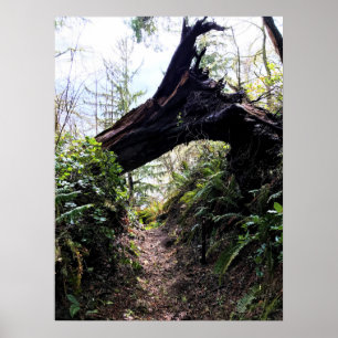 Poster Chemin de la boucle de la forêt côtière, Cape Disn