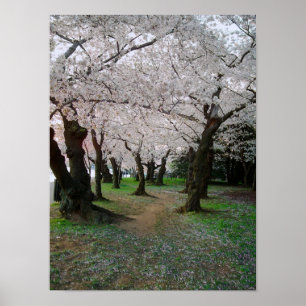 Poster Chemin de la fleur de cerisier 12x16