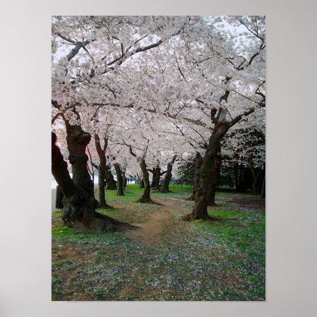 Poster Chemin de la fleur de cerisier 12x16 (Devant)