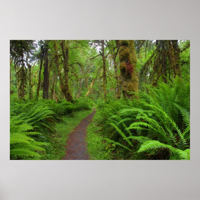Poster Chemin de l'érable Glade, fougères et mousses couv (Devant)