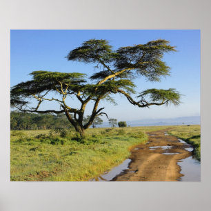 Poster Chemin de terre primitif et acacia, lac Nakuru