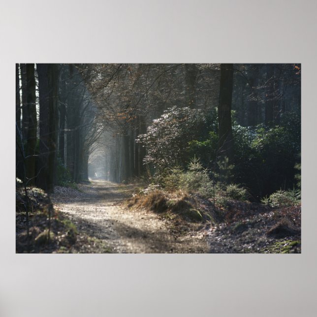 Poster chemin déserté dans les bois (Devant)