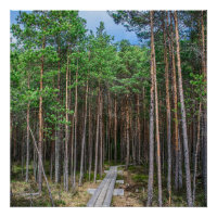 Chemin en bois dans la pinède