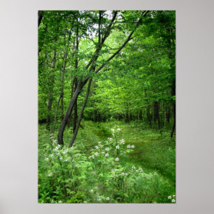 Poster Chemin forestier