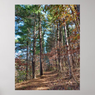 Poster Chemin forestier