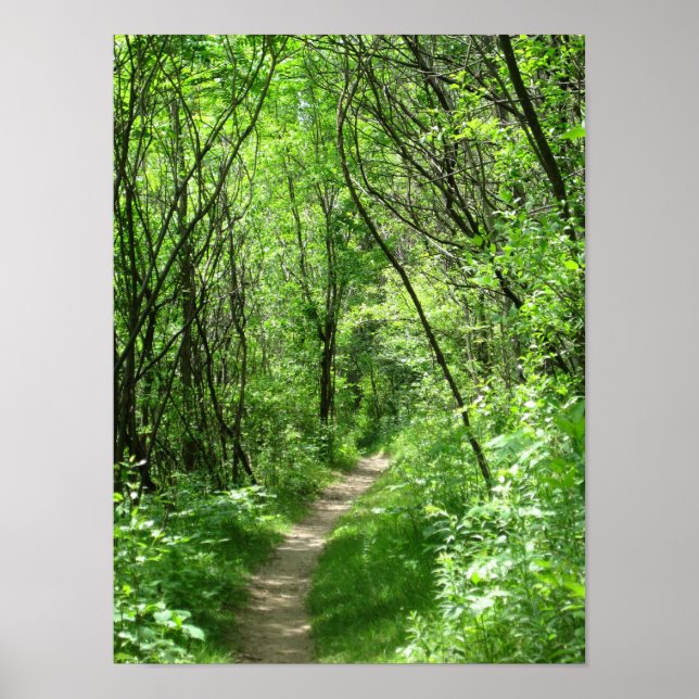 Poster Chemin forestier vert (Devant)
