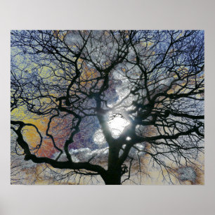 Poster Chêne au début du printemps, ciel coloré modifier