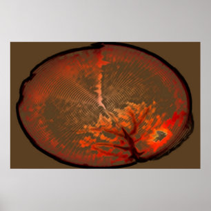 Poster Chêne au lever de soleil