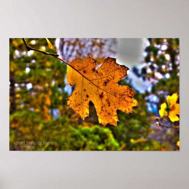 Poster Chêne automne Feuilles HDR (Devant)