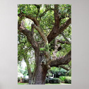 Poster Chêne Dans Le Parc 7659 Jacksonville, Floride