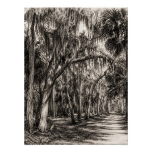 Poster Chêne de Floride ancien Hammock Graphite Croquis  