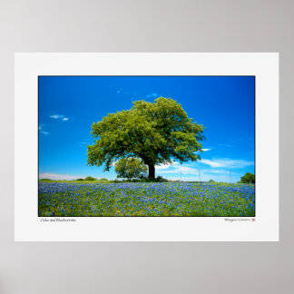 Poster Chêne et Bluebonnets - Texas