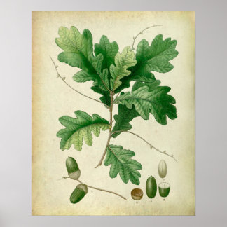 Poster Chêne Feuilles n° 4