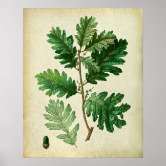 Poster Chêne Feuilles no 3 Farmhouse Wall Art