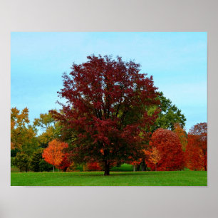 Poster Chêne rouge en automne