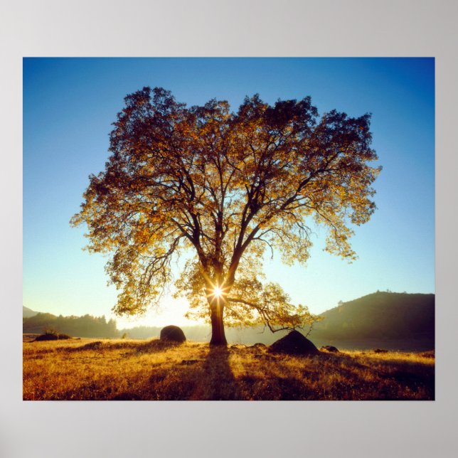 Poster Chênes noirs | Cleveland National Forest, CA (Devant)